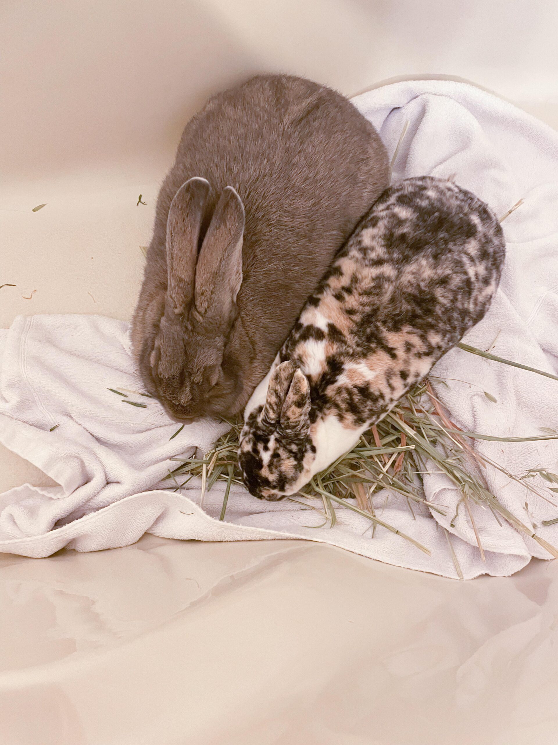 Top 5 Ways to Care for Your Flemish Giant Rabbit in 2025