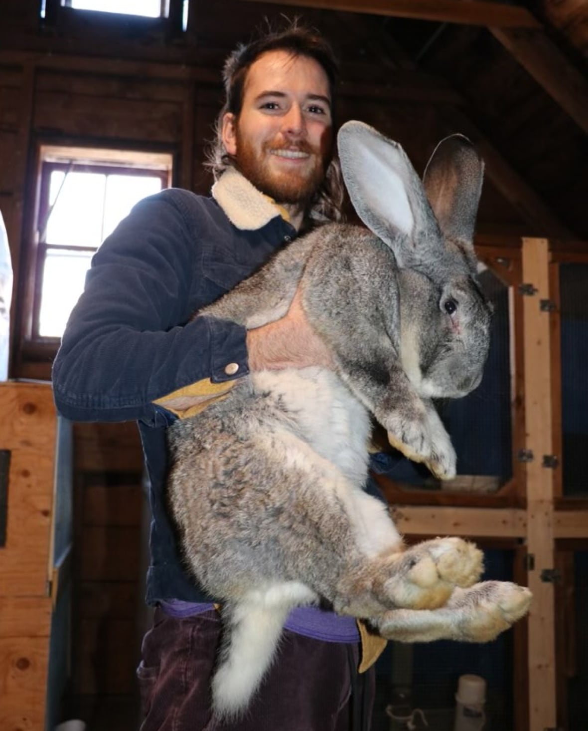 Continental Giant Rabbit