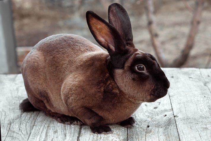 Best 7 Mini Rex Rabbit Tips for New Owners to Ensure a Happy Pet 2025