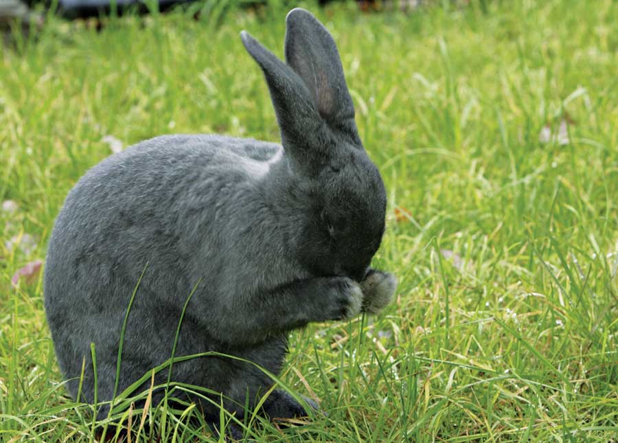 Effective Ways to Raise Silver Fox Rabbits for Maximum Success in 2025