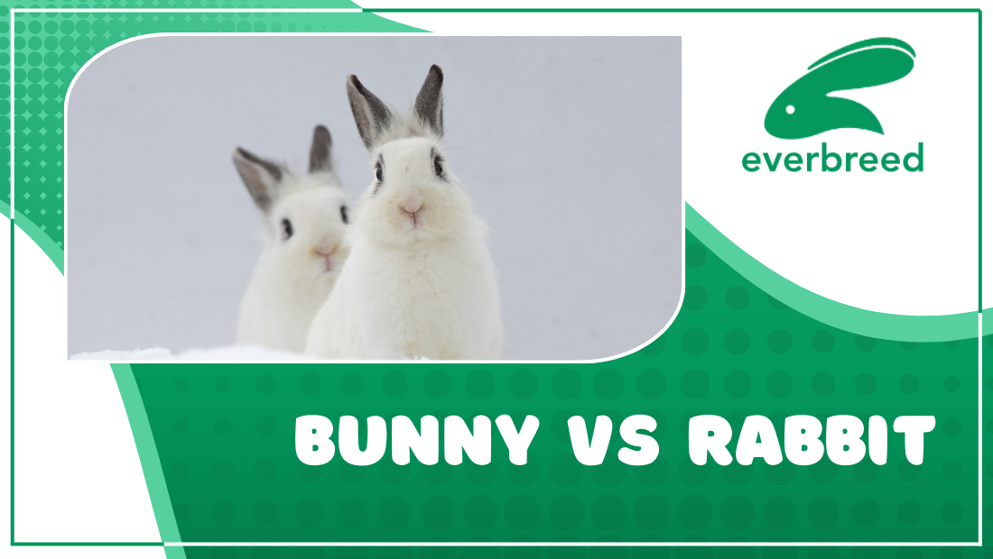 Top 5 Effective Ways to Distinguish Rabbit from Bunny in 2025