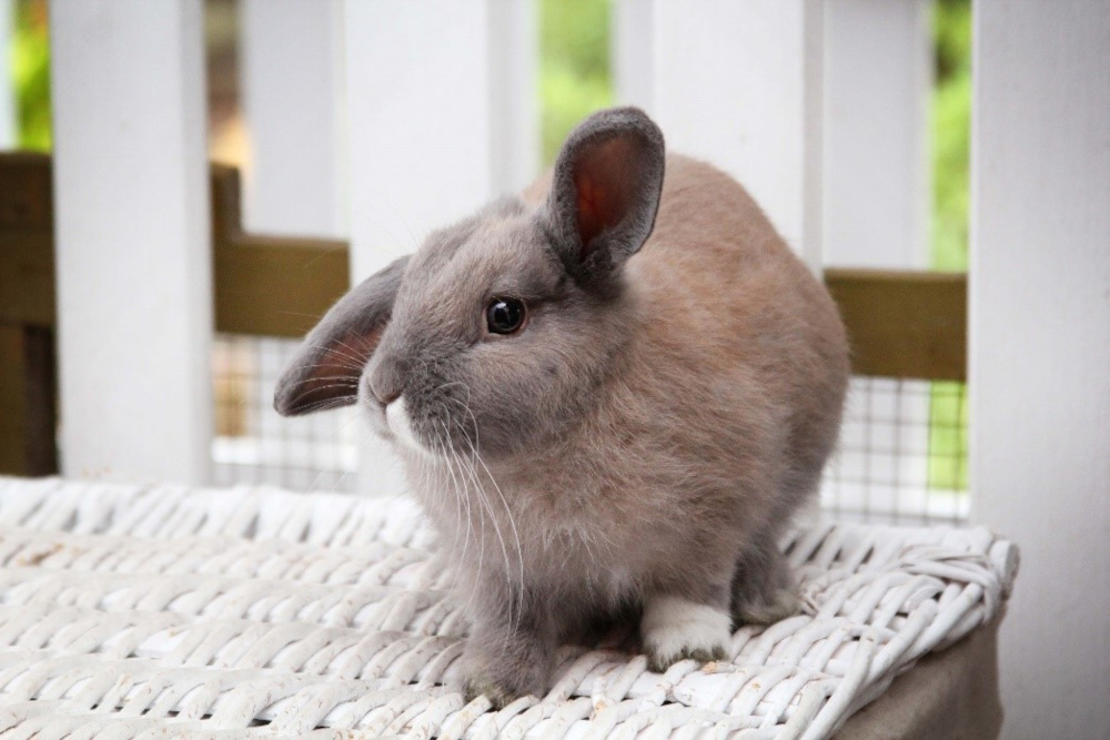 Rabbit Habitats and Bunny Care