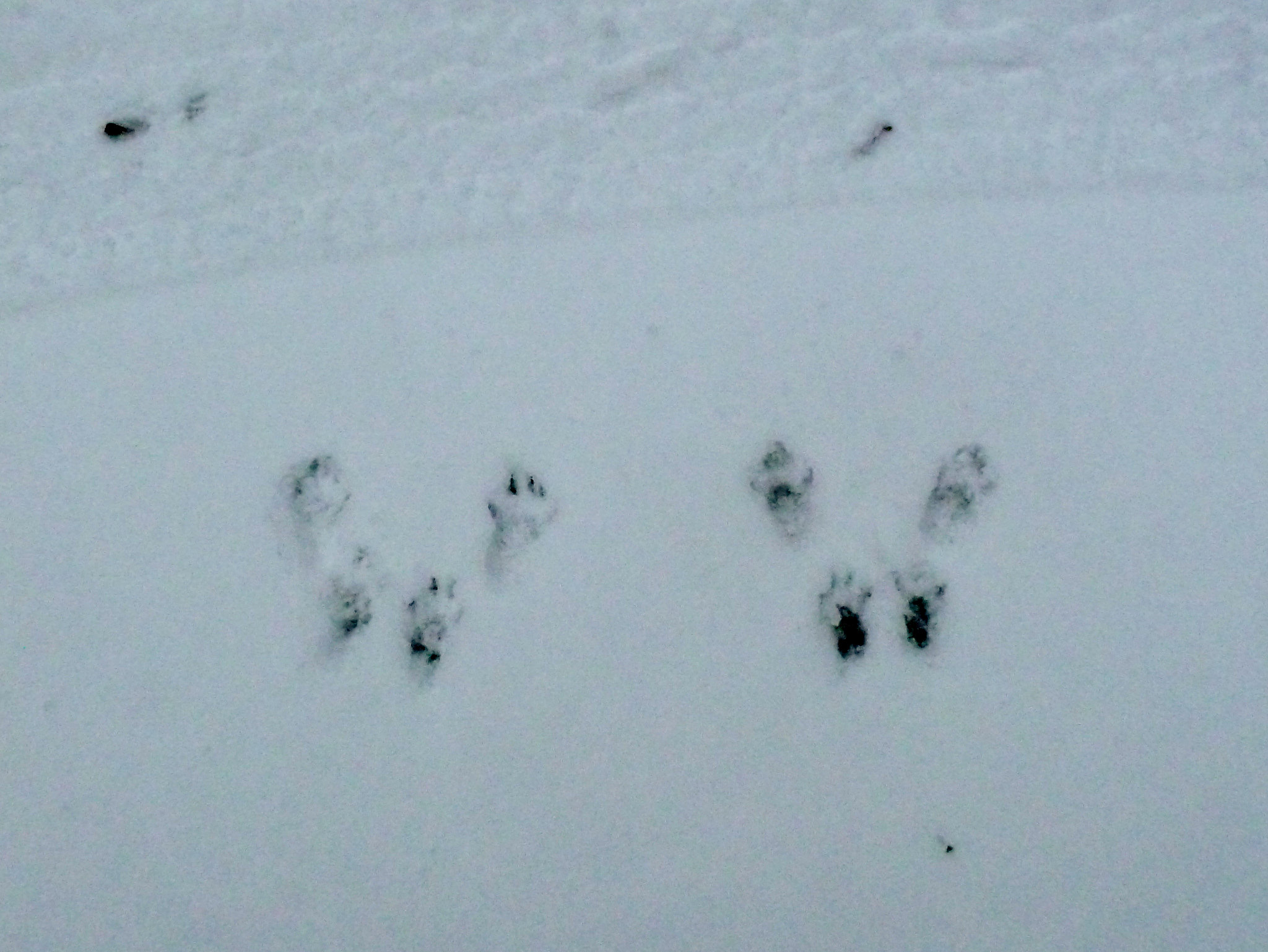 Practical Ways to Identify Rabbit Tracks in Snow: A Complete Guide for Winter 2025