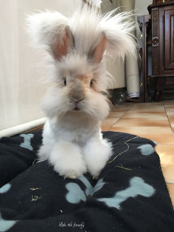 Smart Ways to Care for English Angora Rabbits in 2025: Enhance Their Health and Happiness