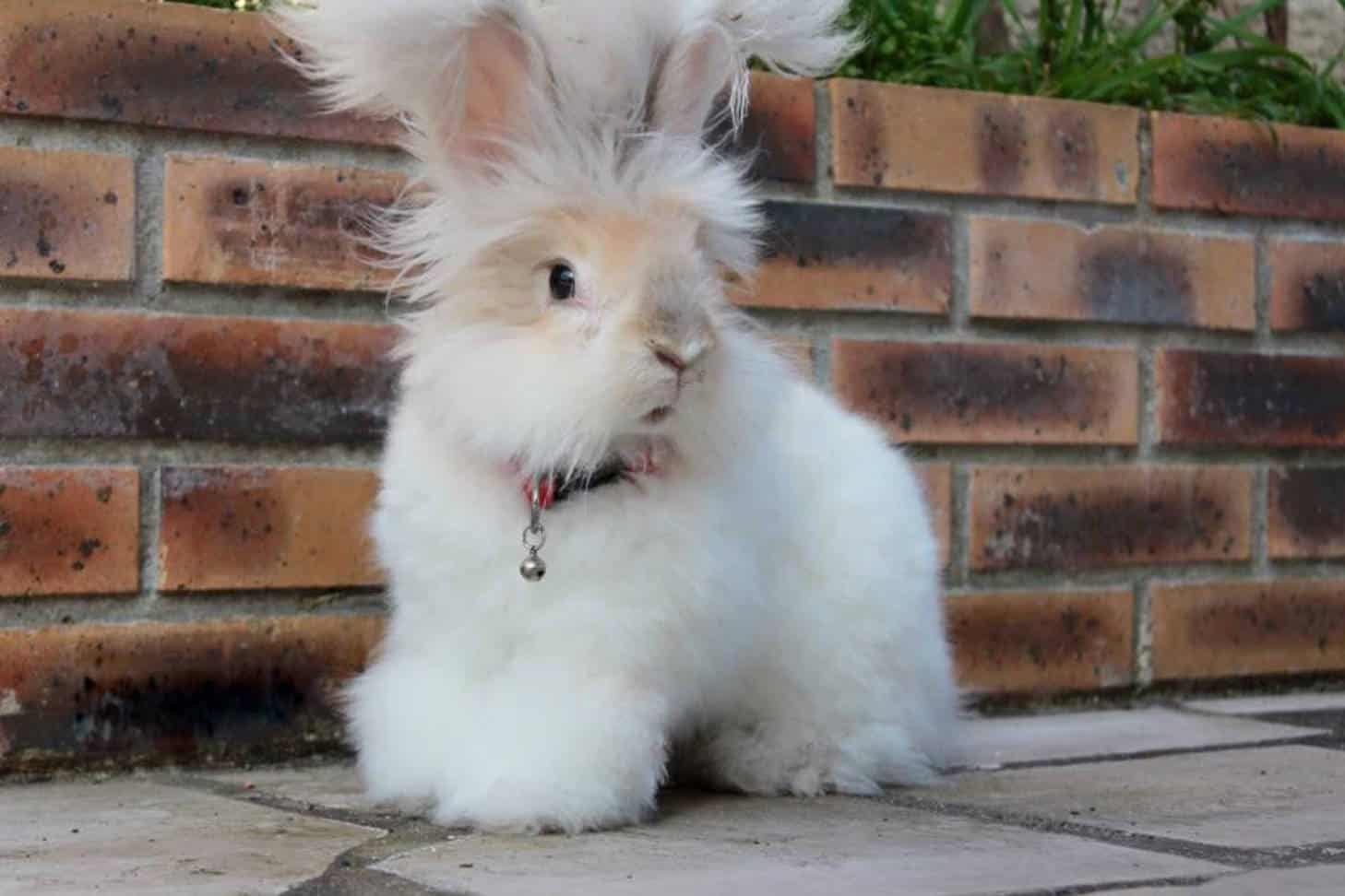 English Angora Rabbit