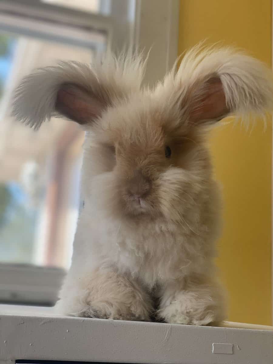 English Angora Rabbit in a cozy environment