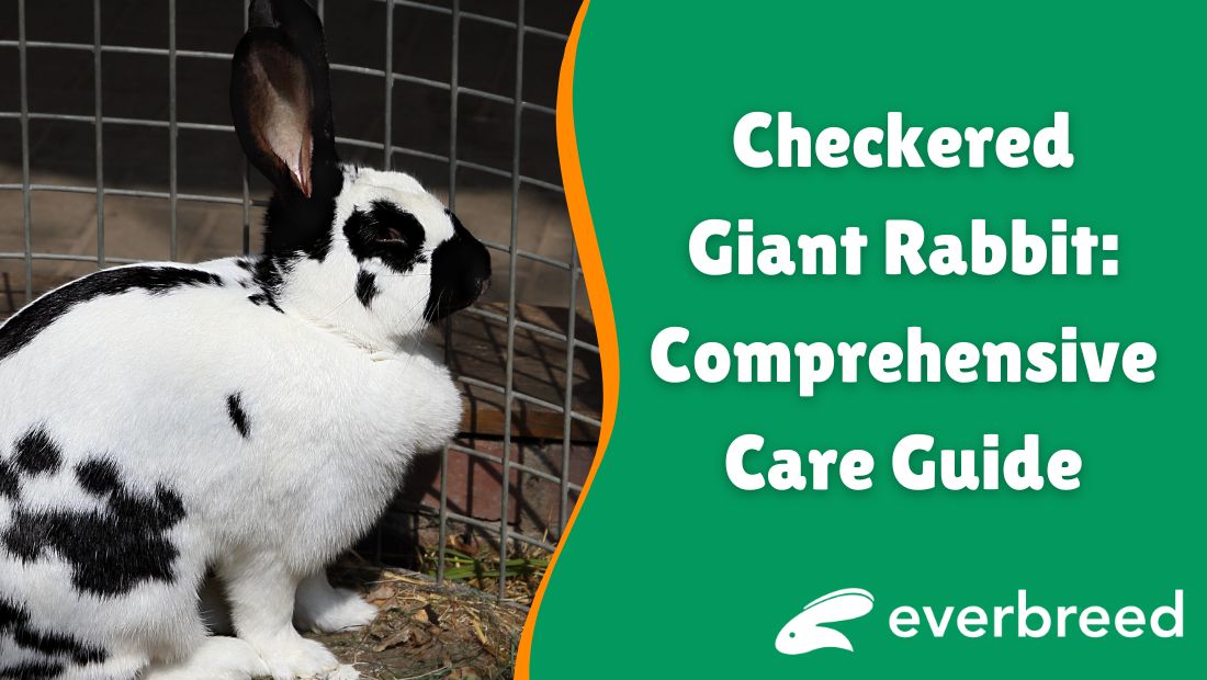 Checkered Giant Rabbit