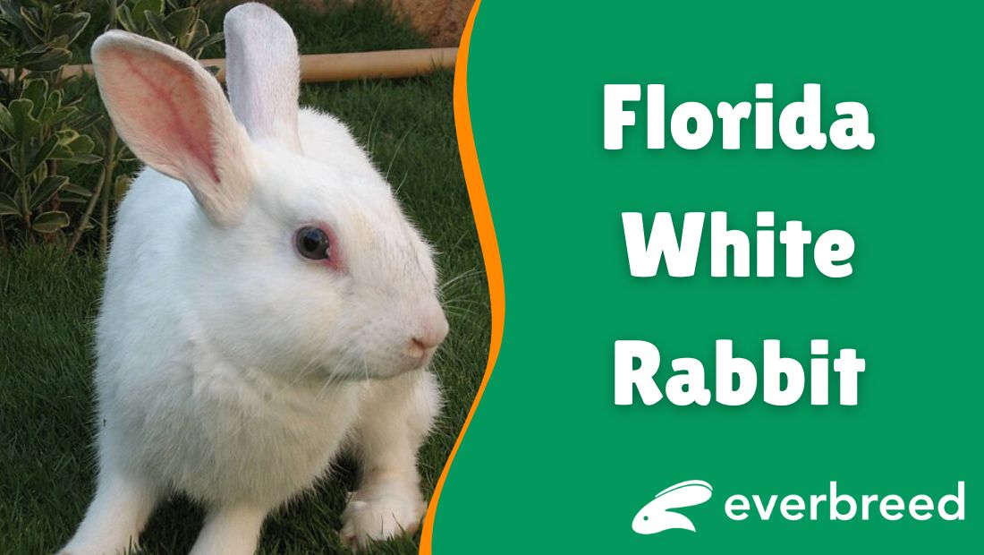 Effective Ways to Care for Your Florida White Rabbit in 2025: Expert Tips