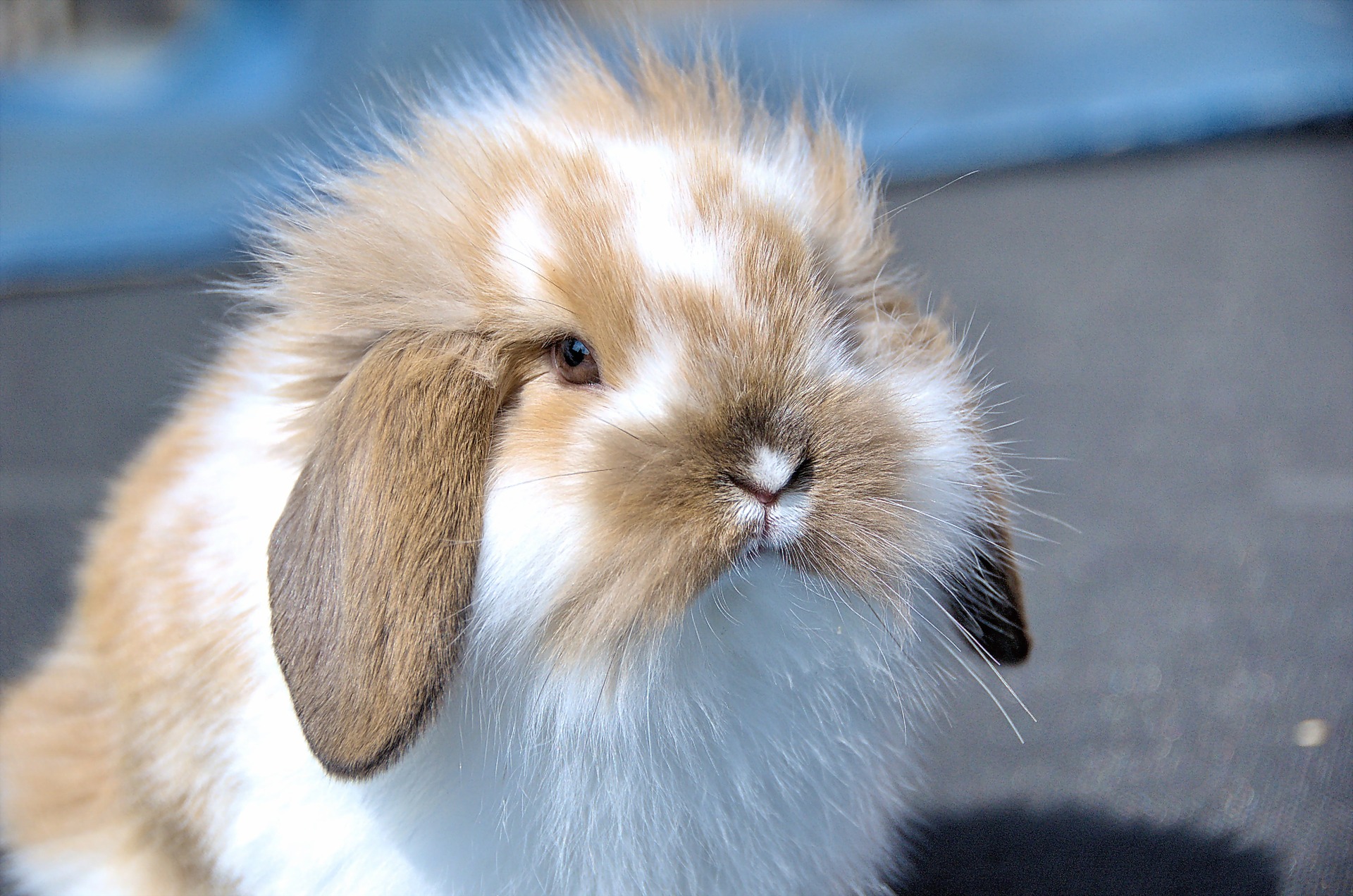 Smart Ways to Care for Lop Eared Rabbits in 2025: Essential Tips for a Healthy Lifestyle