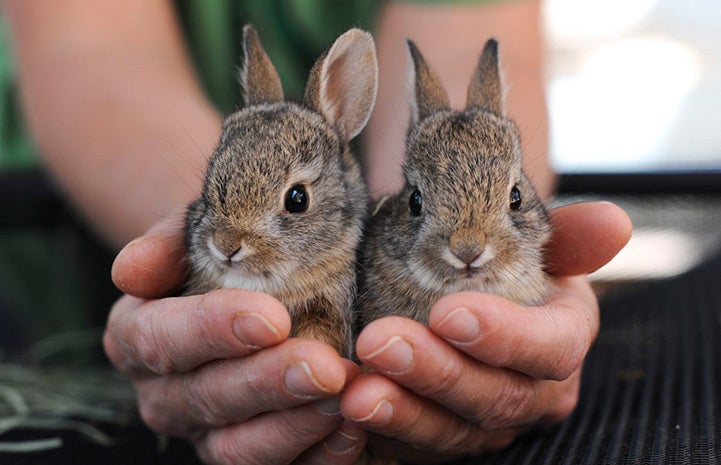 Effective Ways to Care for Baby Cottontail Rabbits in 2025: Essential Tips to Succeed