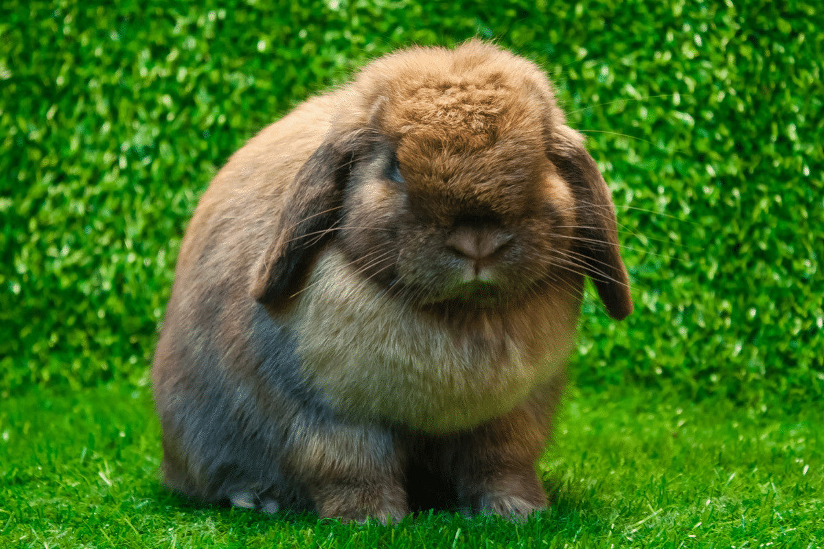 Essential Guide to Mini Lop Rabbit Care: Discover Tips for 2025!