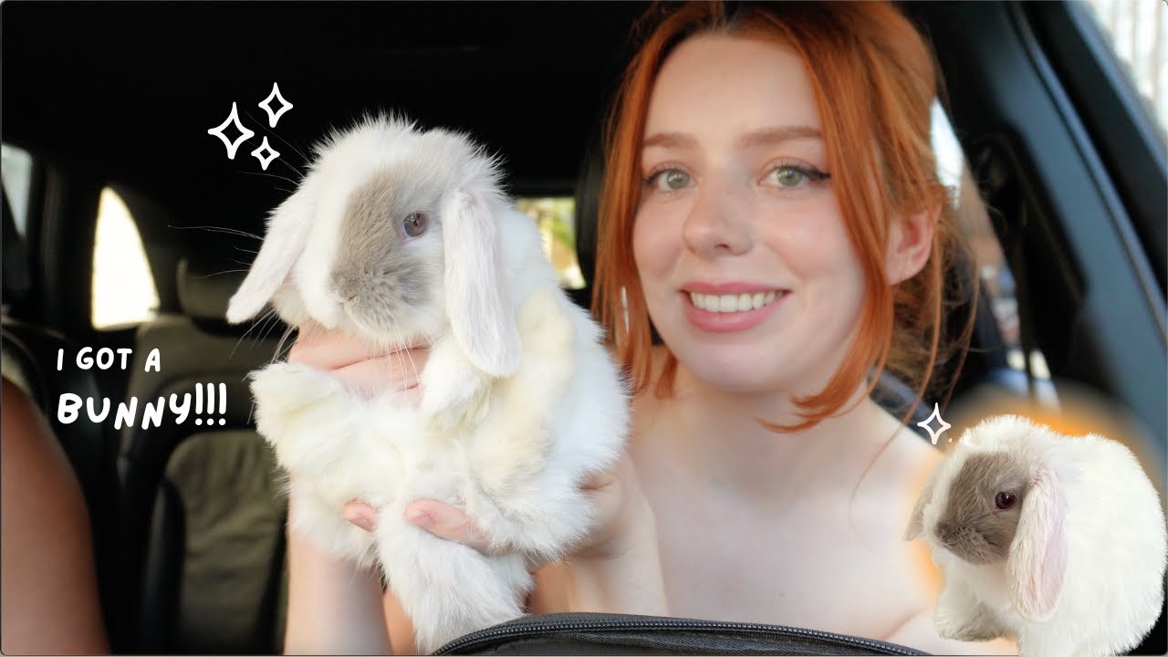 Mini Lop Rabbit