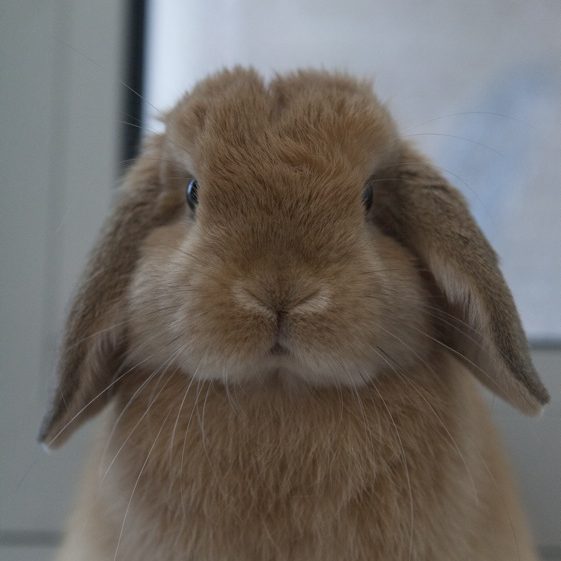 Happy Mini Lop Rabbit