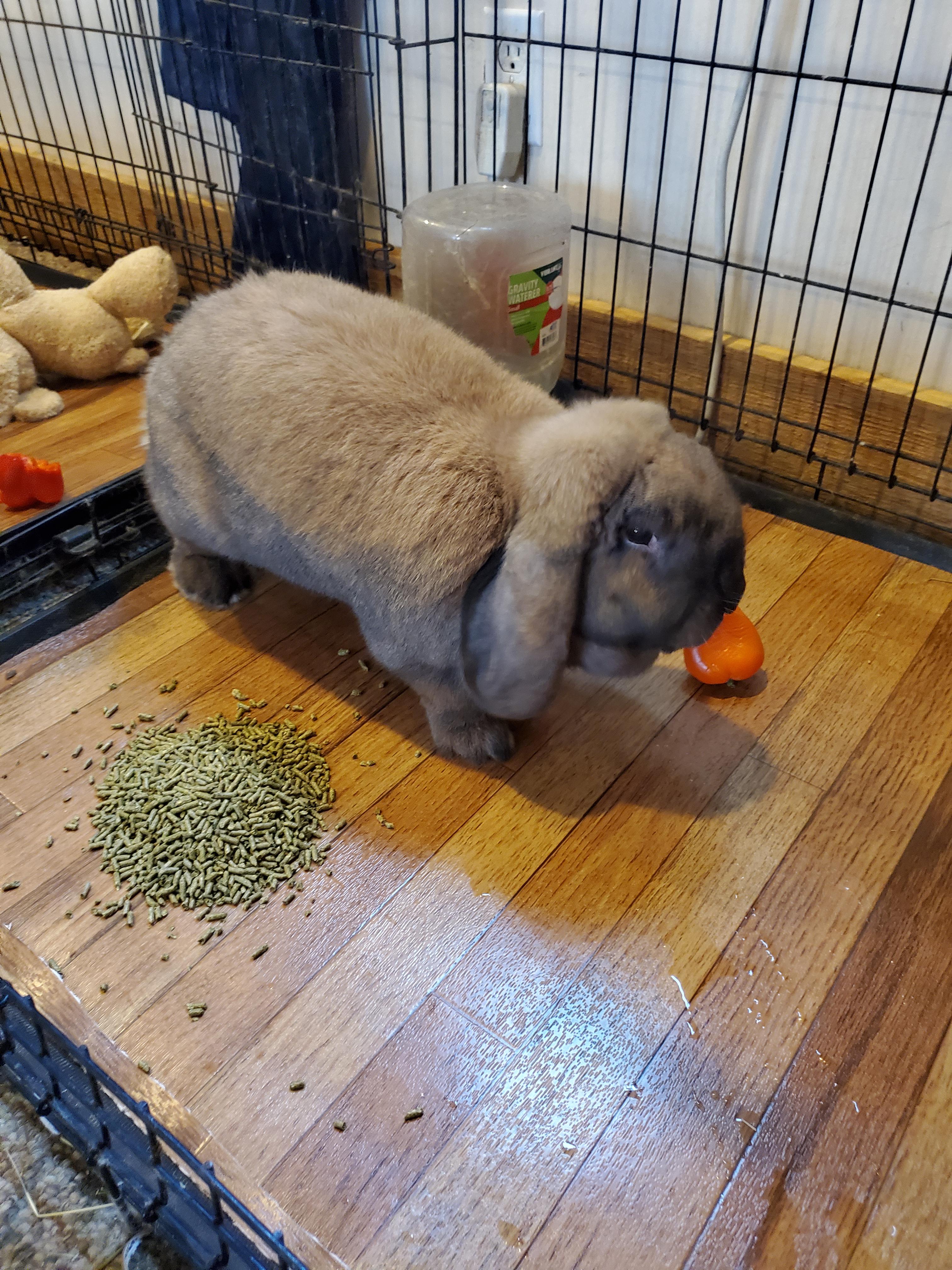 A French Lop Rabbit showcasing its distinctive floppy ears.