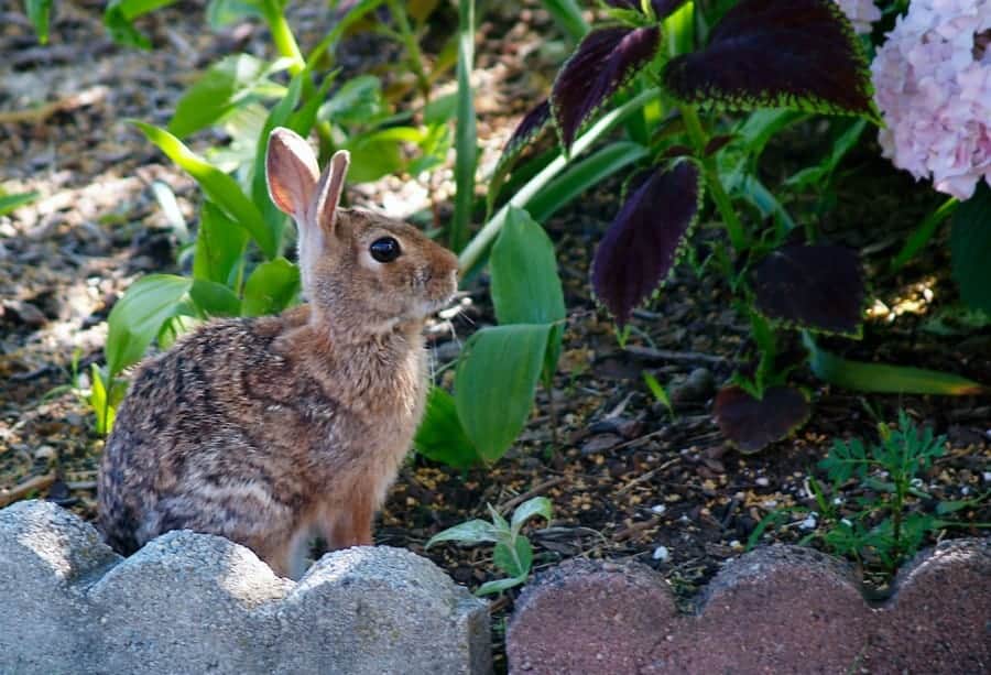 Rabbit Repellent Solutions