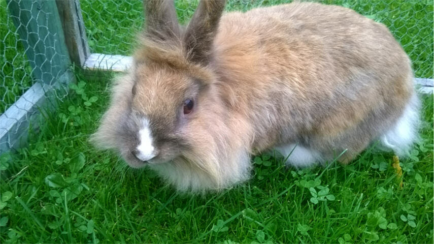 Essential Guide to Understanding Lionhead Rabbit Lifespan in 2025: Practical Tips for Longer Life