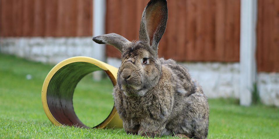 Top 5 Giant Rabbit Breeds for Modern Homesteaders in 2025: Discover the Best Options