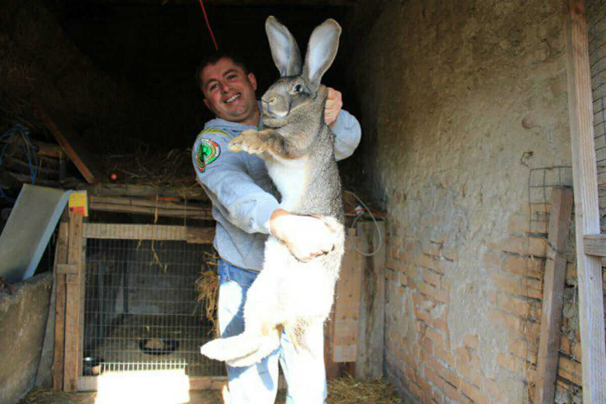 Giant Rabbits