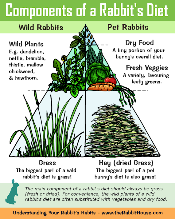 Effective Ways to Provide Wild Rabbit Food for Nutrition in 2025