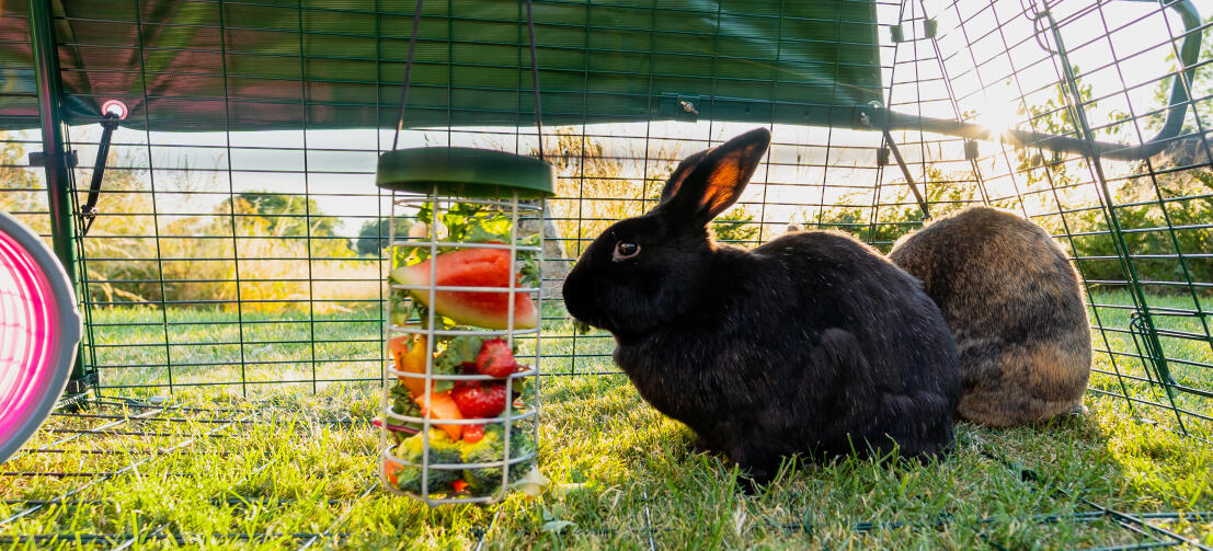 Bonding with your Rabbit