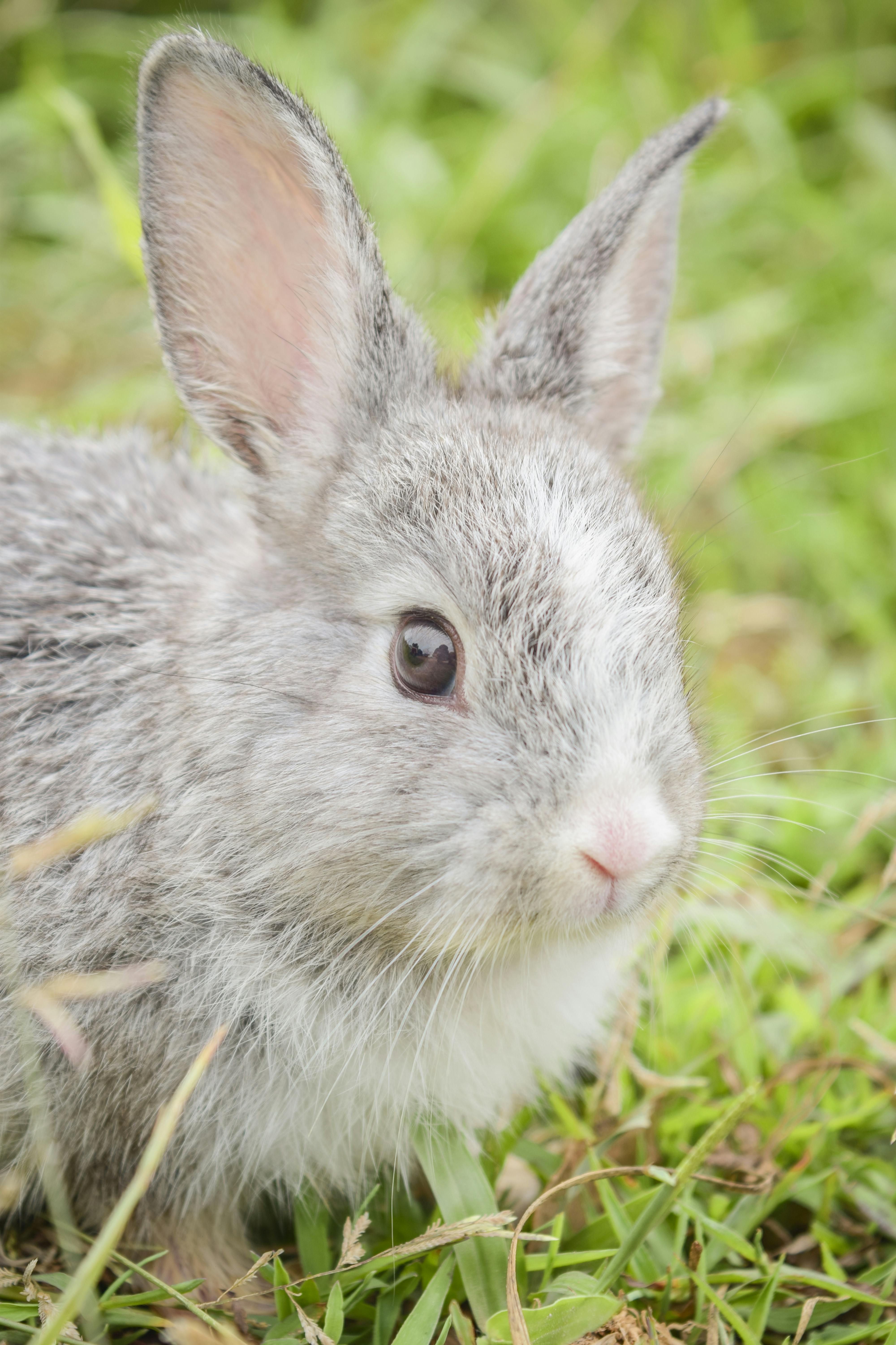 Rabbit Fur Coat