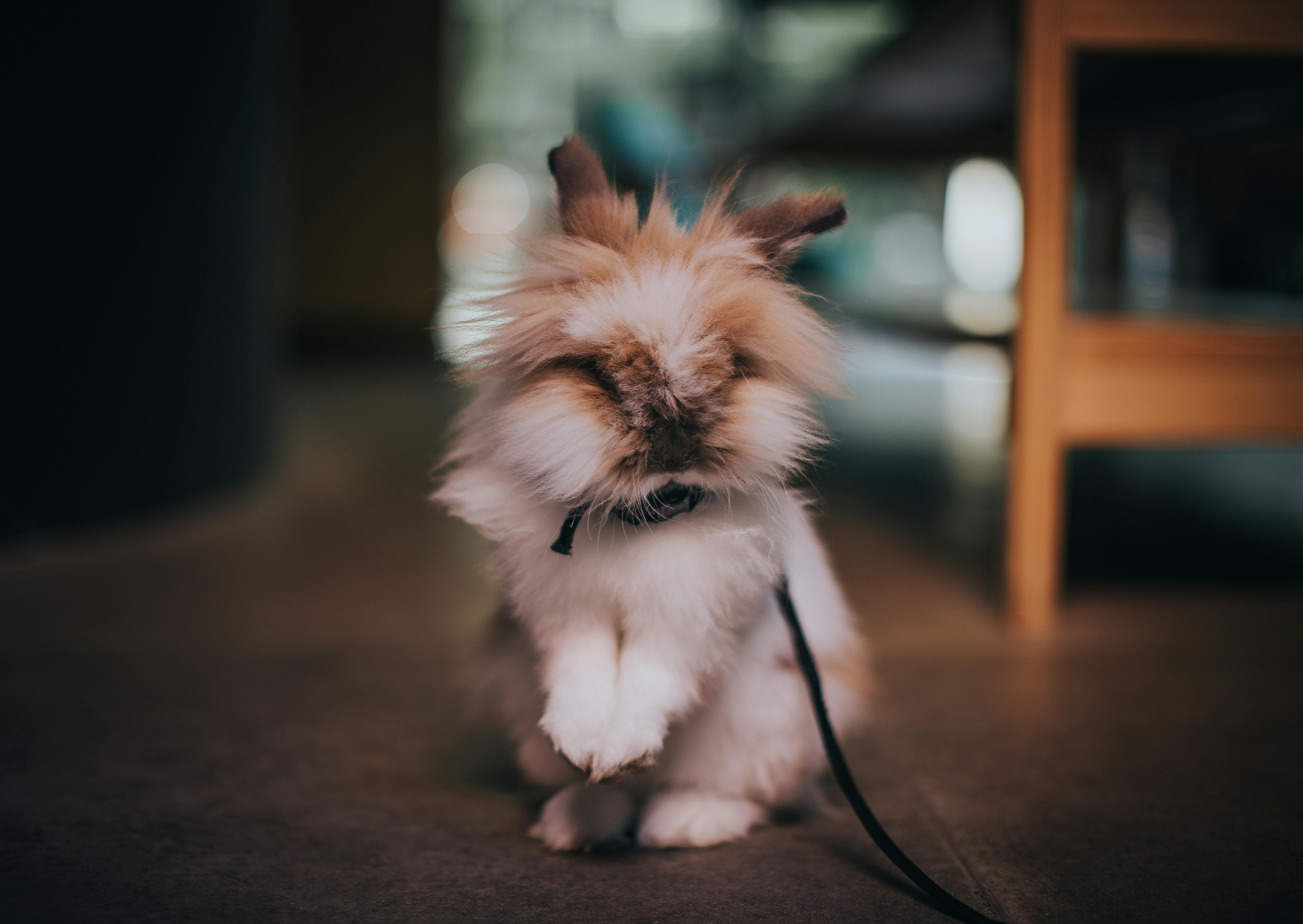 Stylish Rabbit Fur Coat