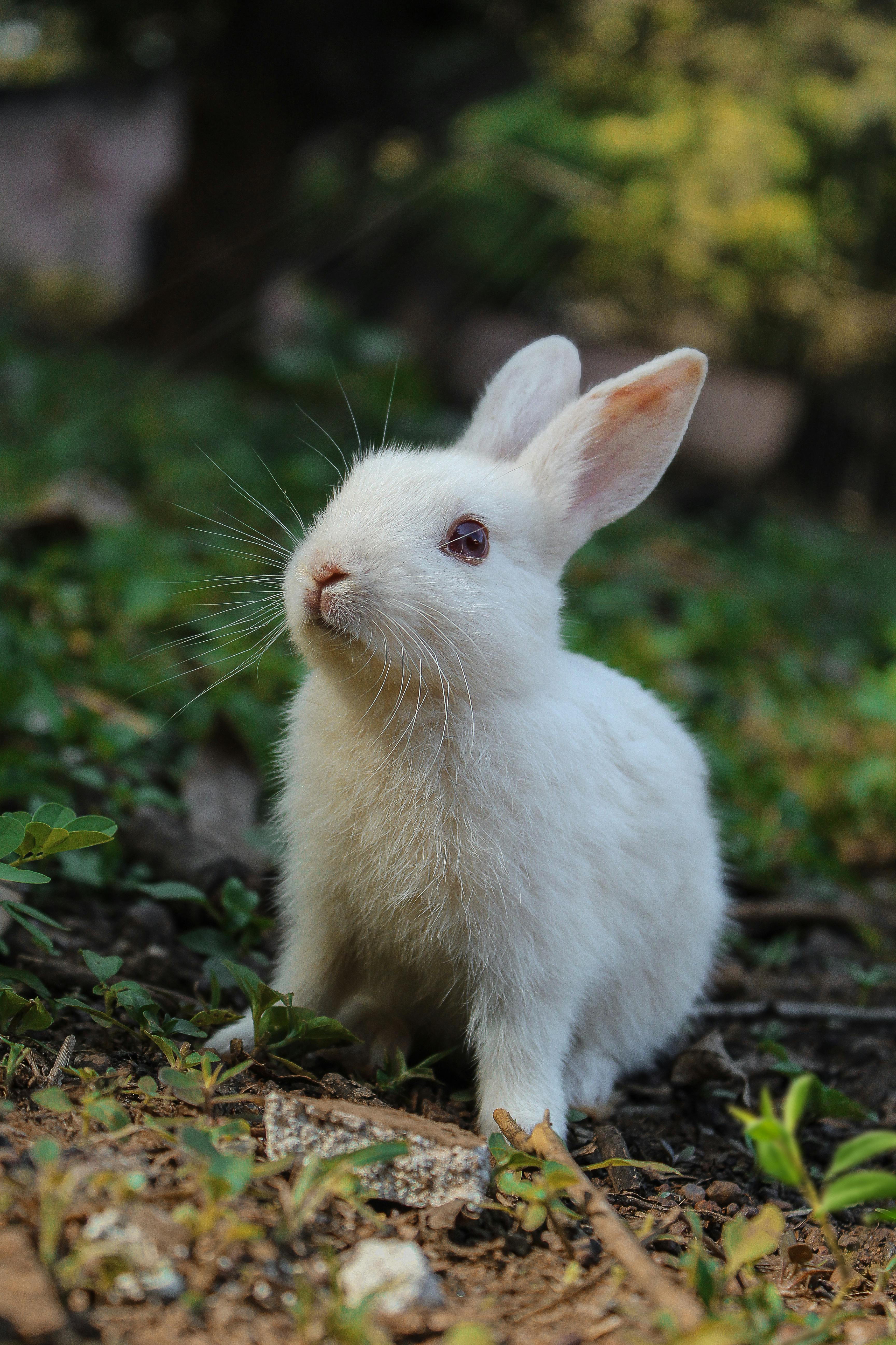 Silver Marten Rabbit