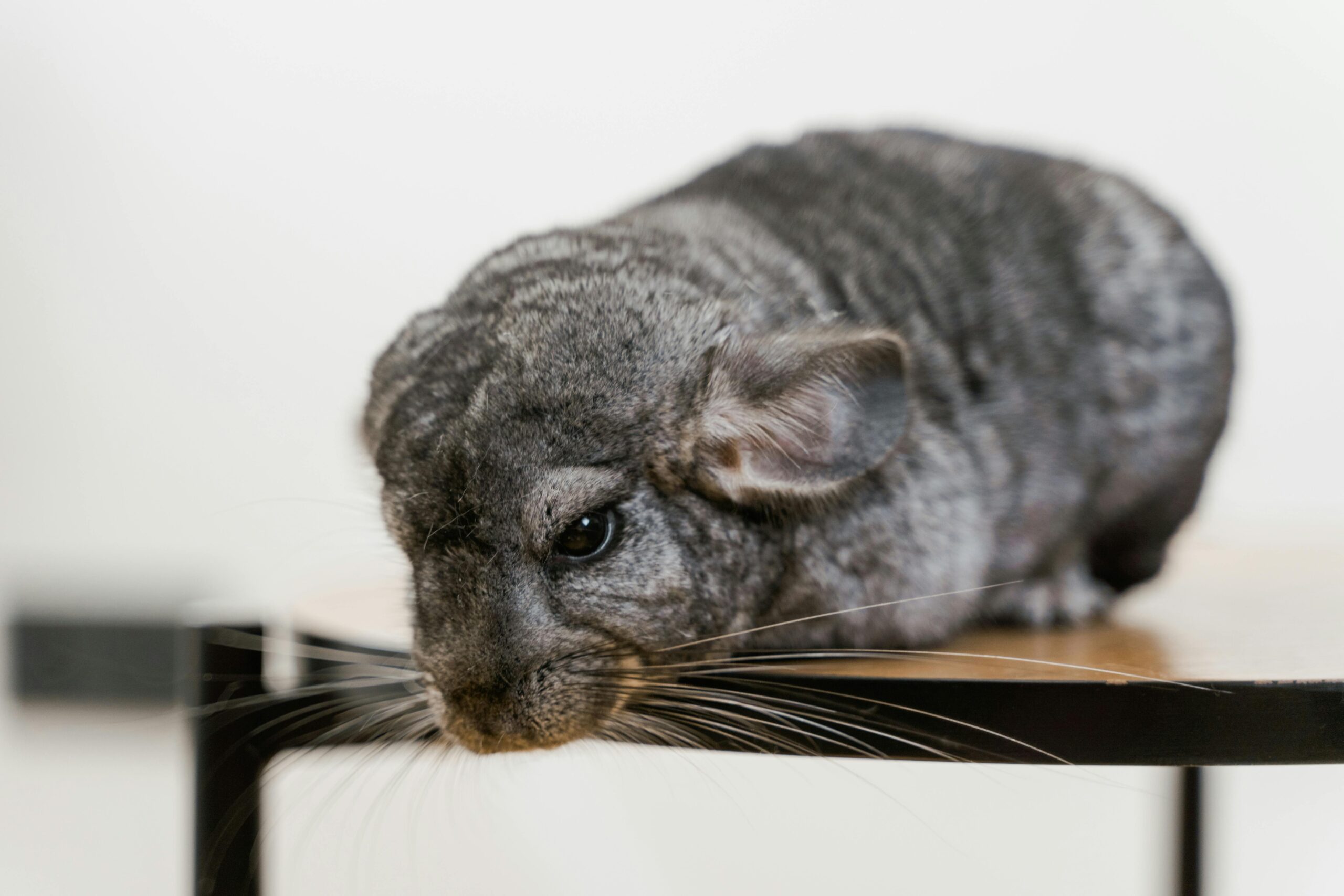 Top 5 Effective Methods for Raising American Chinchilla Rabbits in 2025