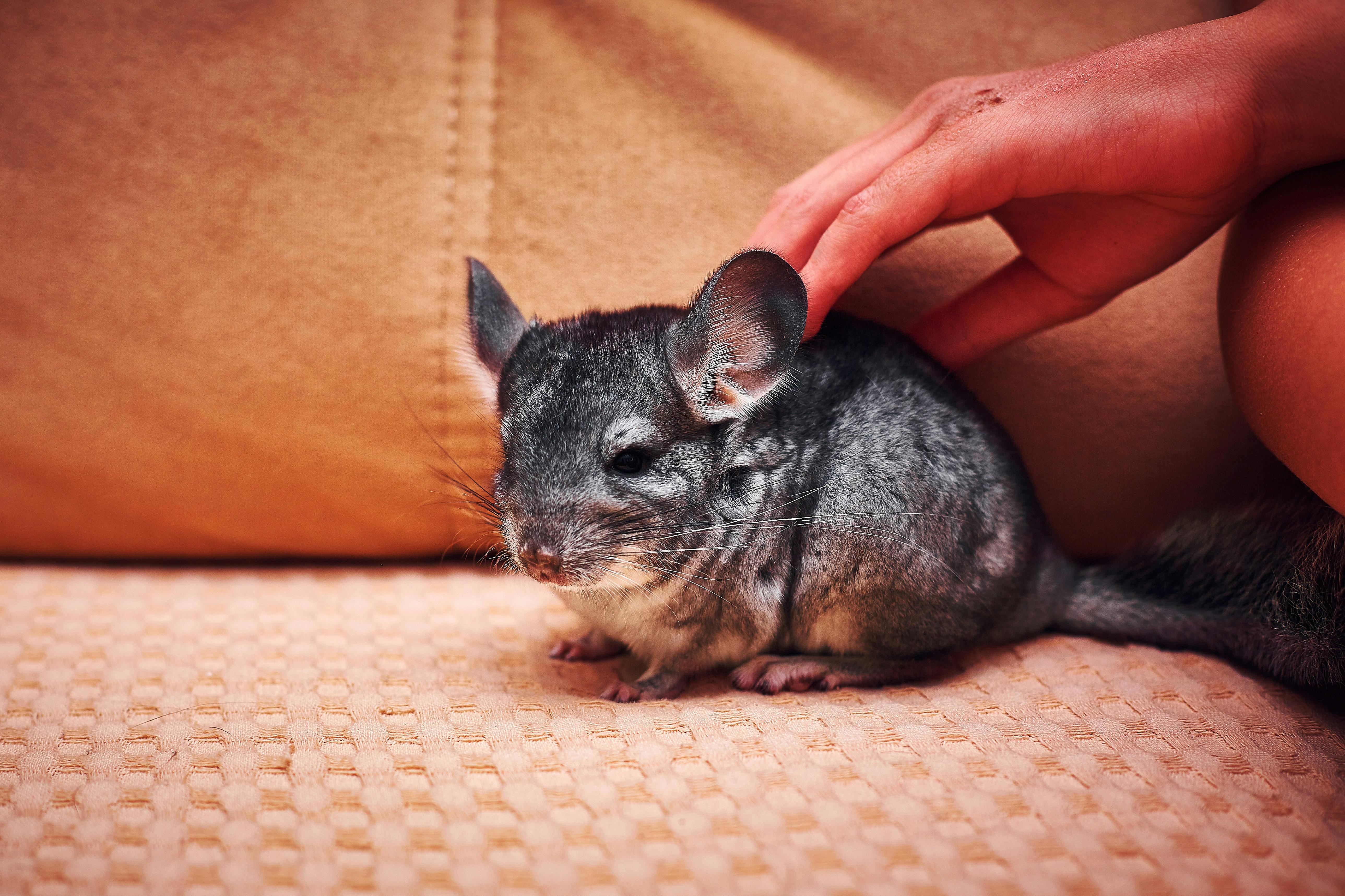 Happy American Chinchilla Rabbit