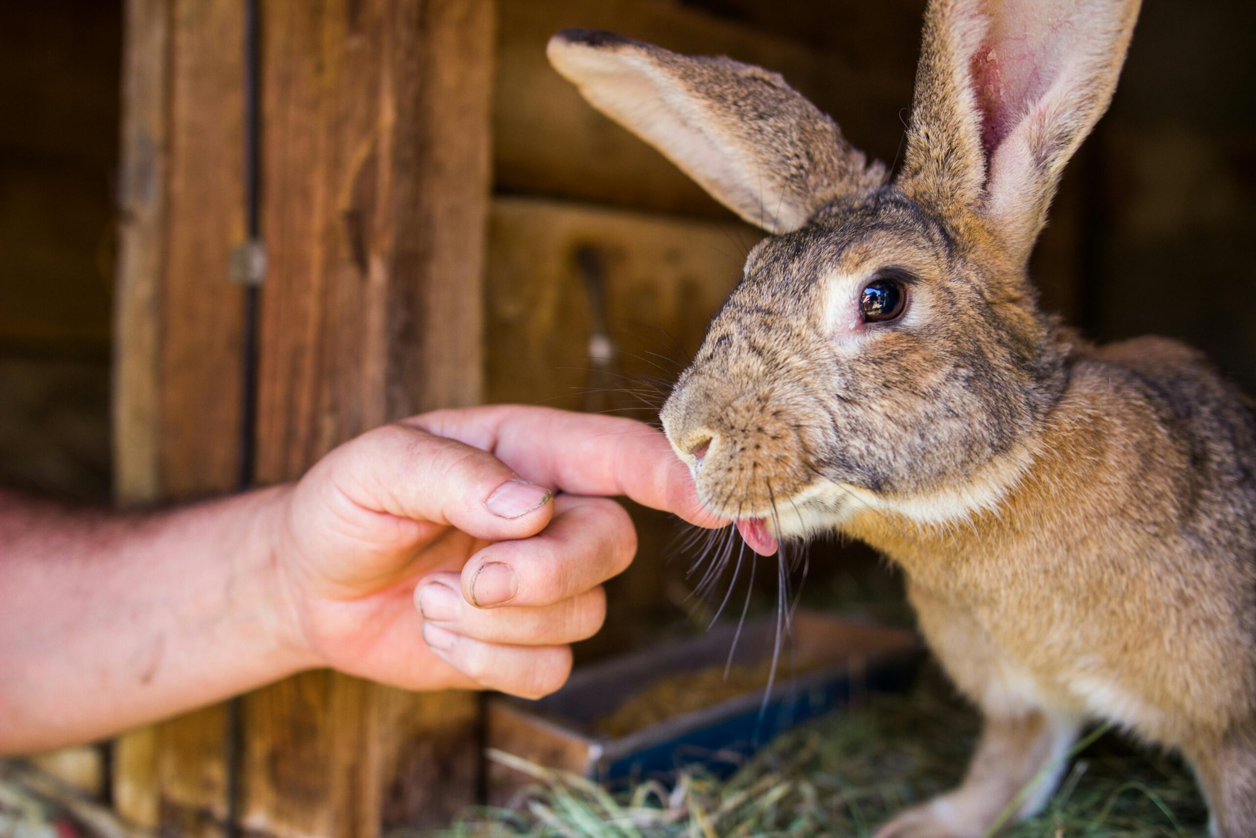 Top 5 Largest Rabbit Breeds: Discover the Gentle Giants of 2025!