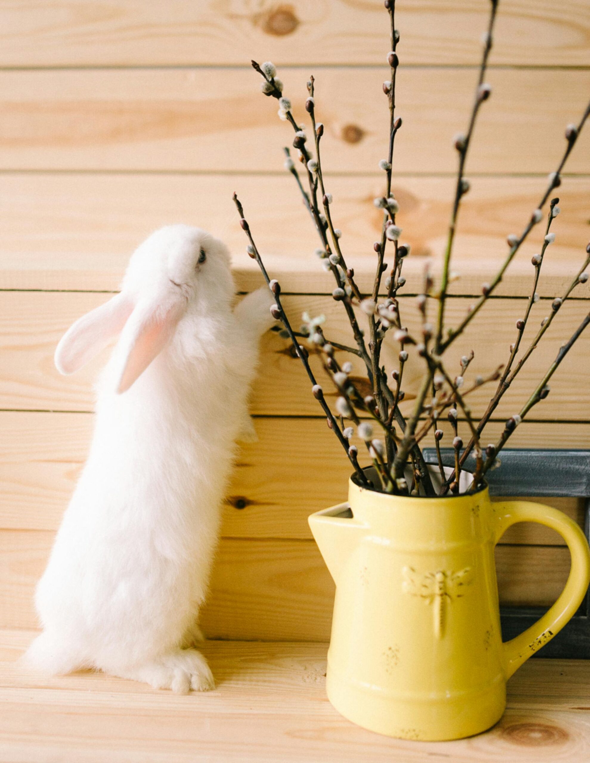 Effective Ways to Understand the Yellow Rabbit Phenomenon in 2025