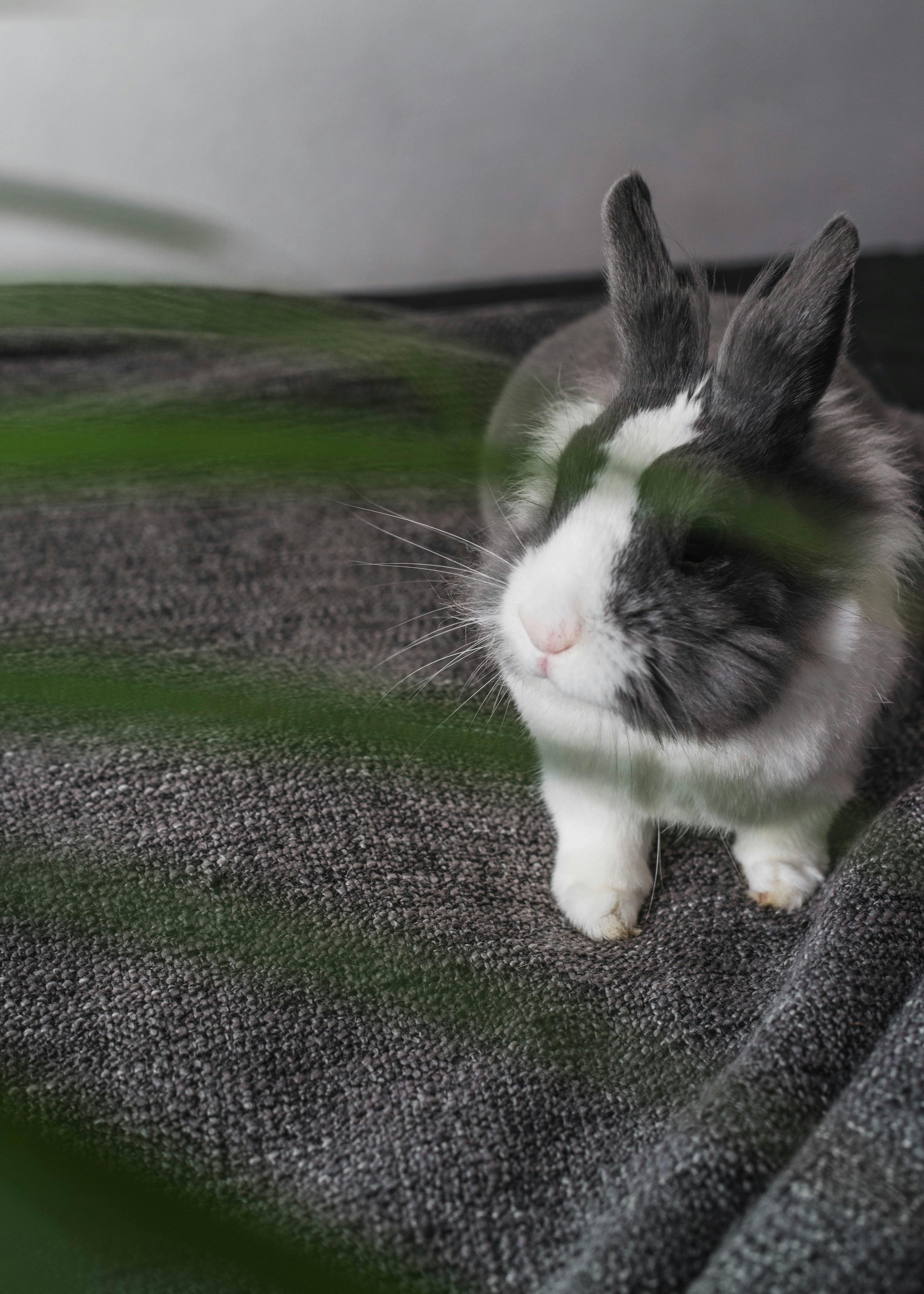 Cozy Roller Rabbit Blanket