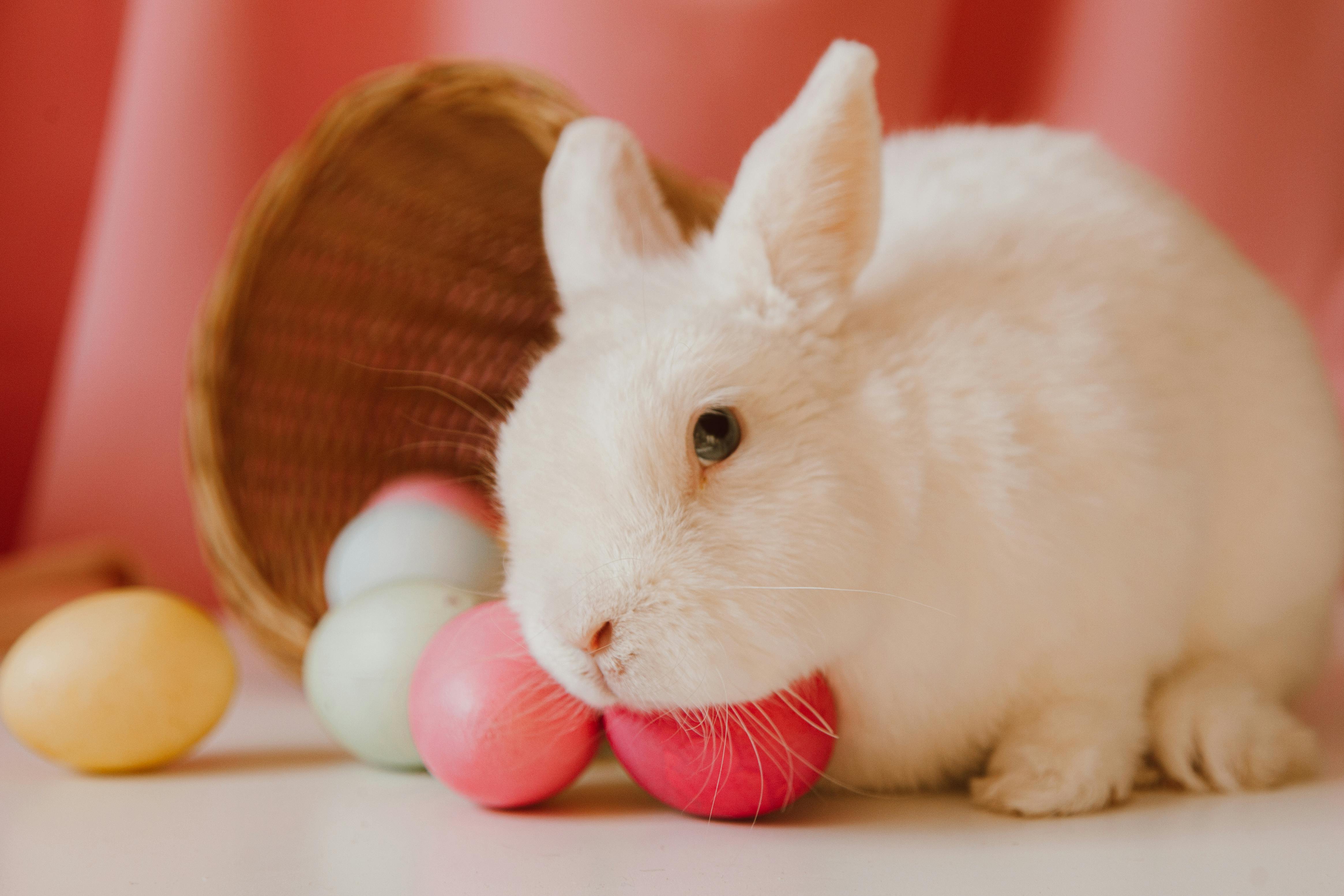 Friendly Pet Rabbit