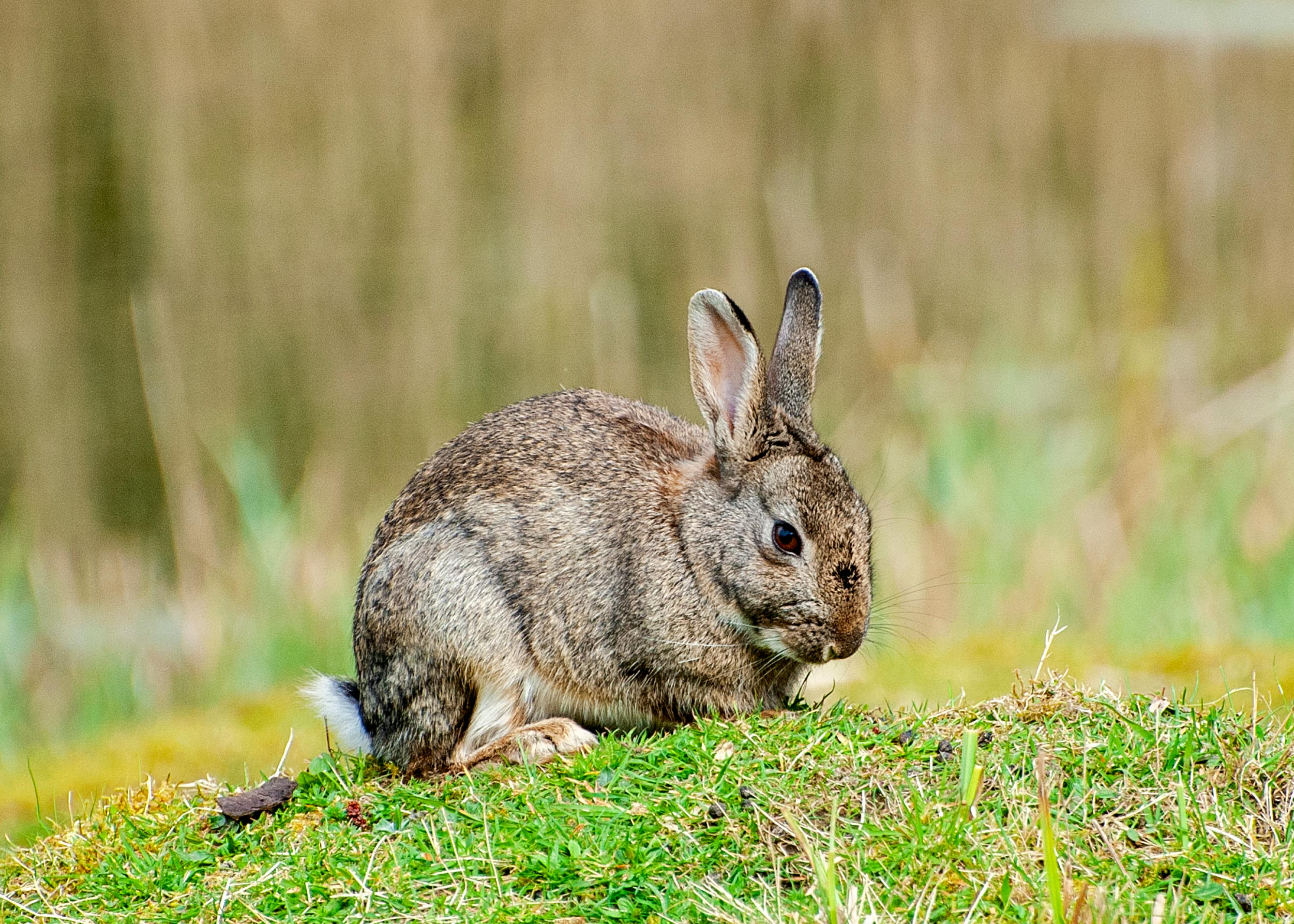 Wild Rabbit in New Cumberland