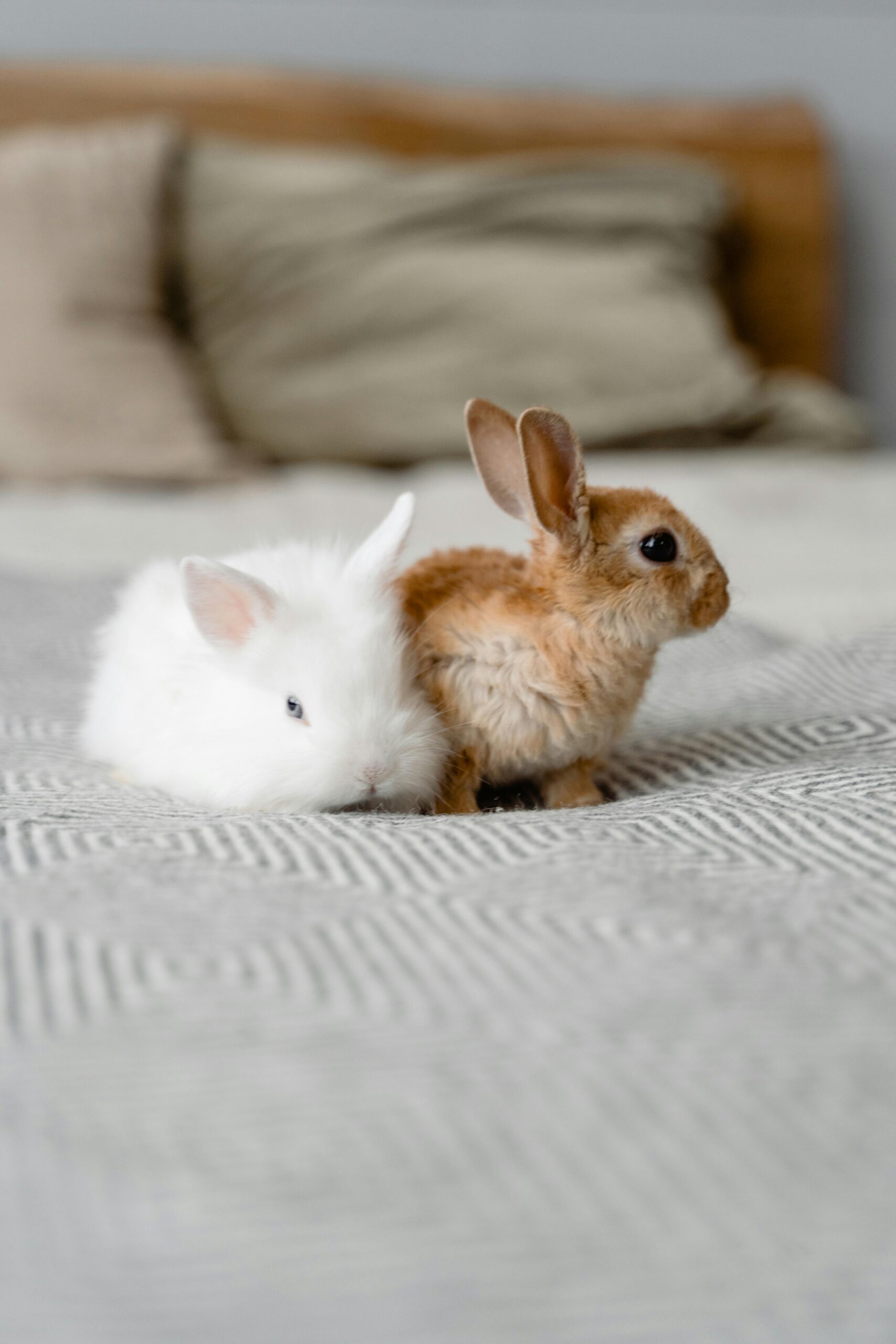 Effective Guide to Caring for White Dwarf Rabbits: Tips for 2025