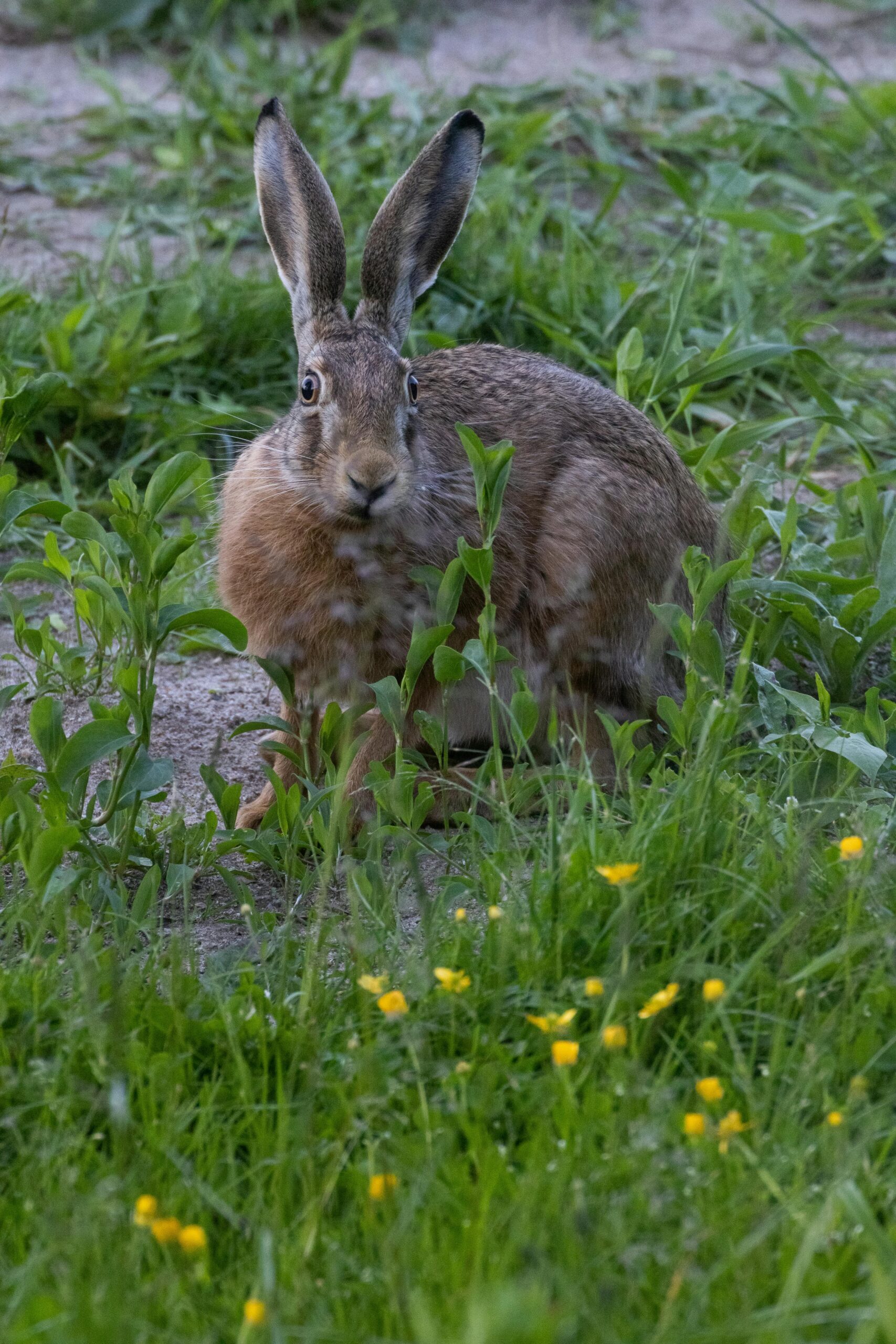 Effective Ways to Use Rabbit Hide in Minecraft: Tips for 2025 Players