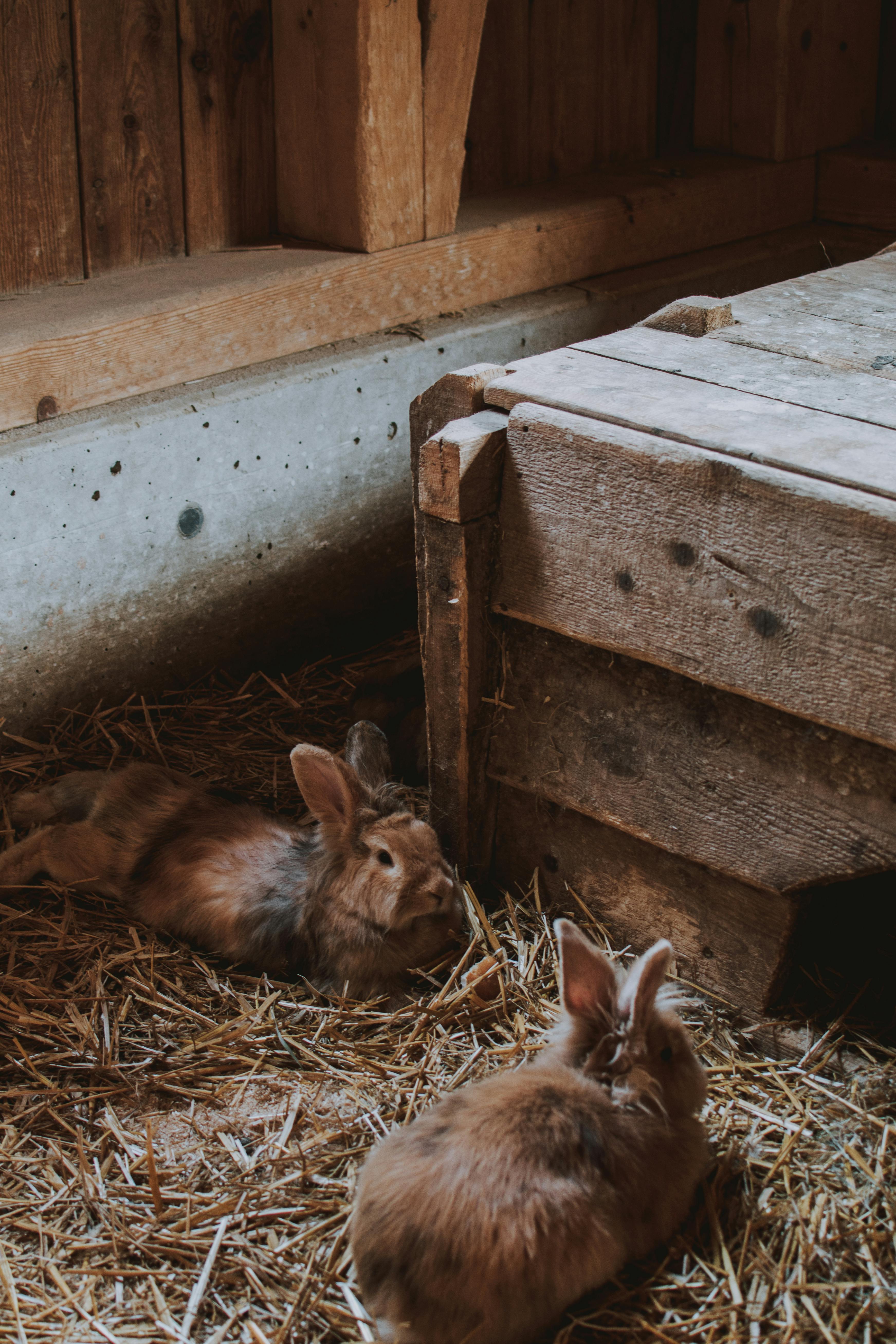 Pet rabbits enjoying outdoors