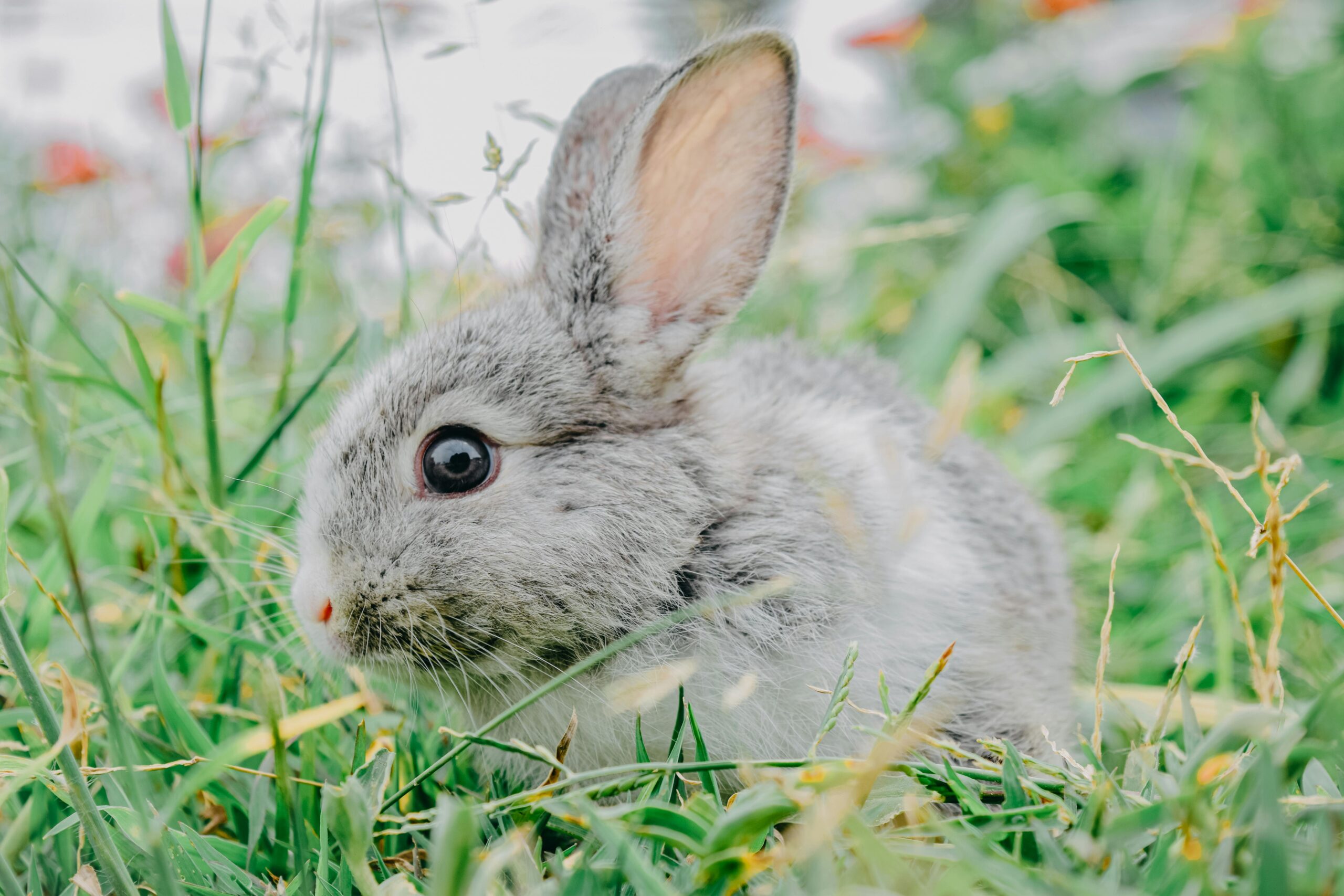 How to Effectively Handle Wild Rabbit Poop: Essential Tips for Gardeners in 2025