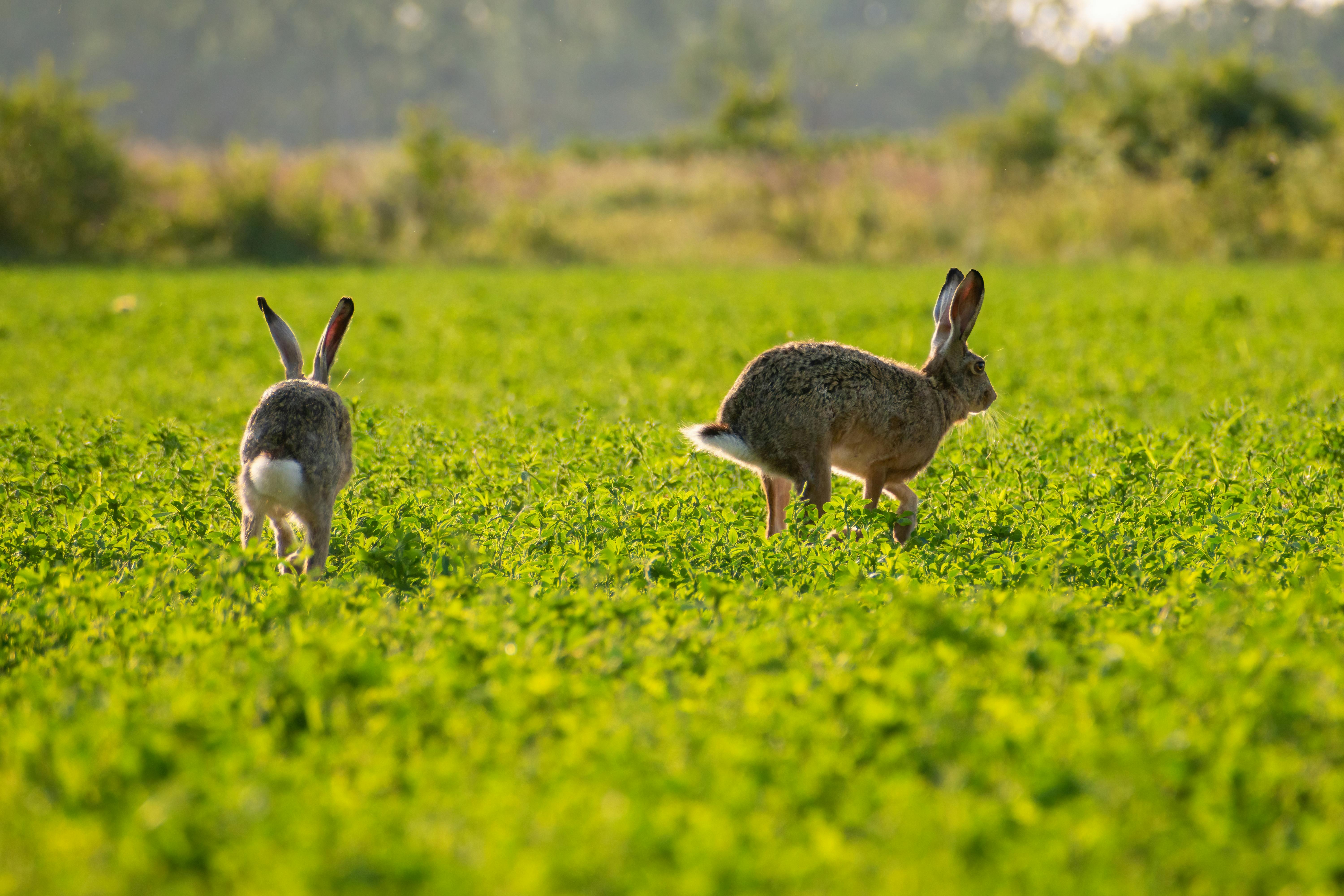 Rabbit Waste Management in Gardens