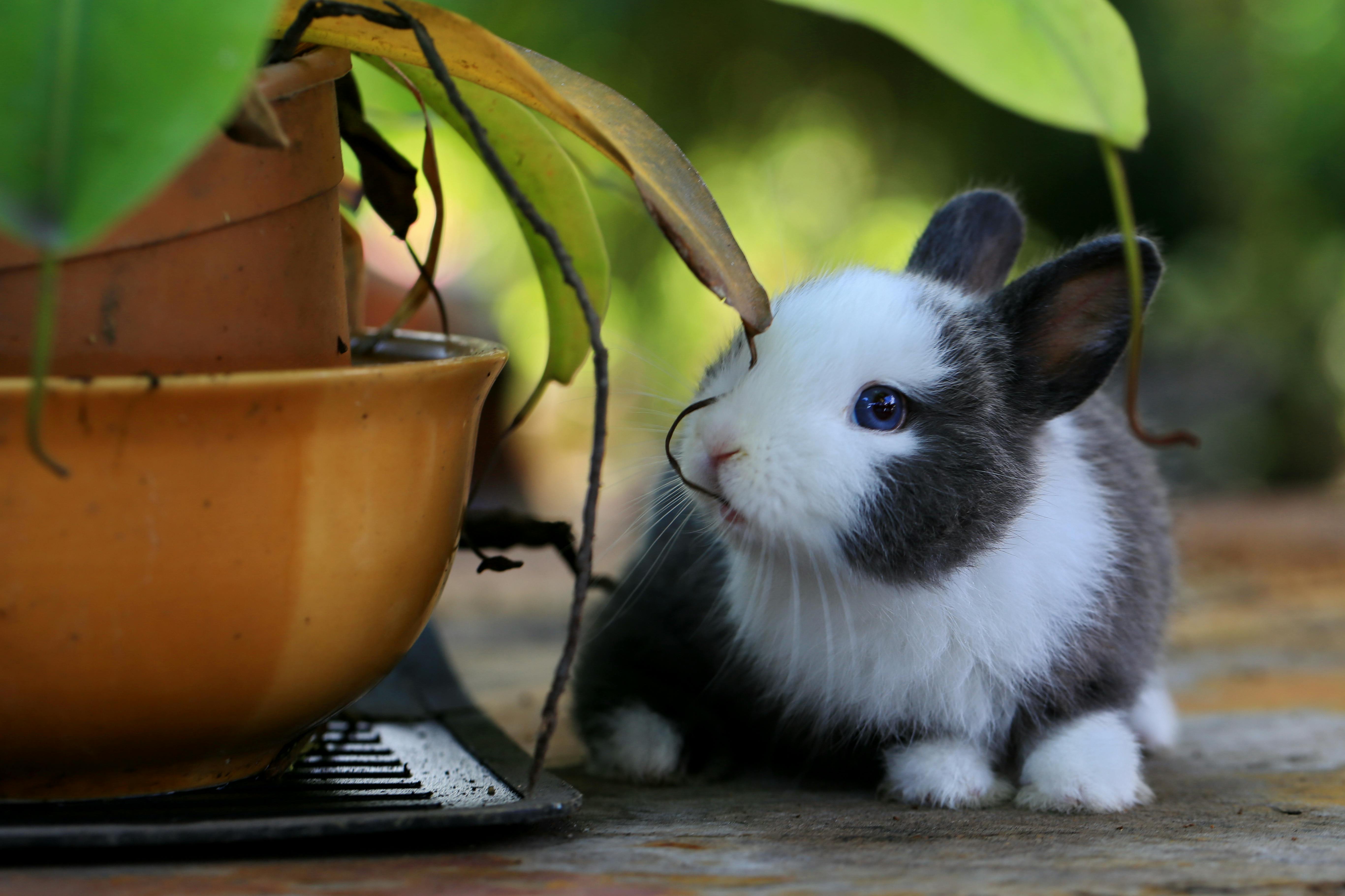 Rabbit fence for garden