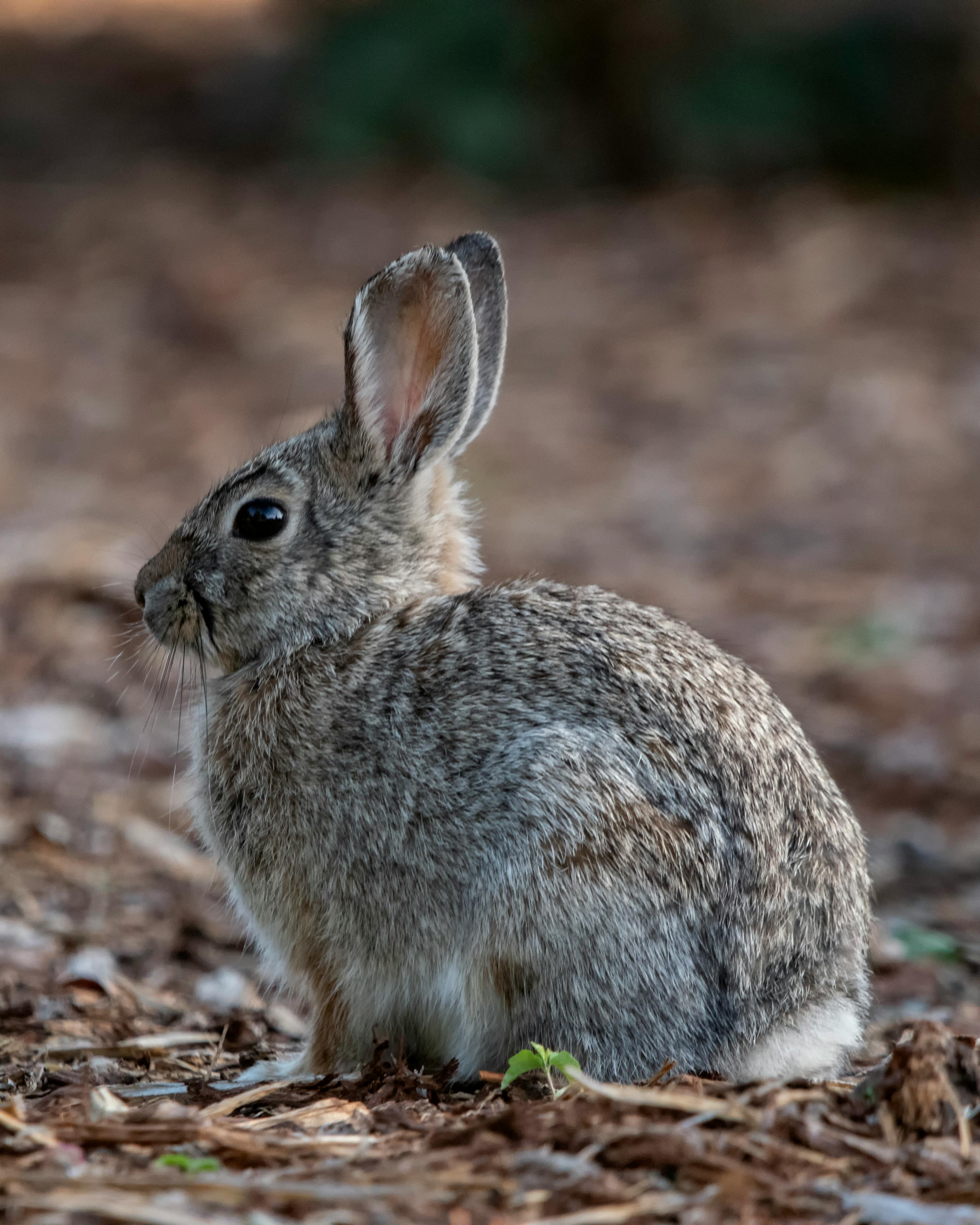 Flemish Giant Rabbit Features