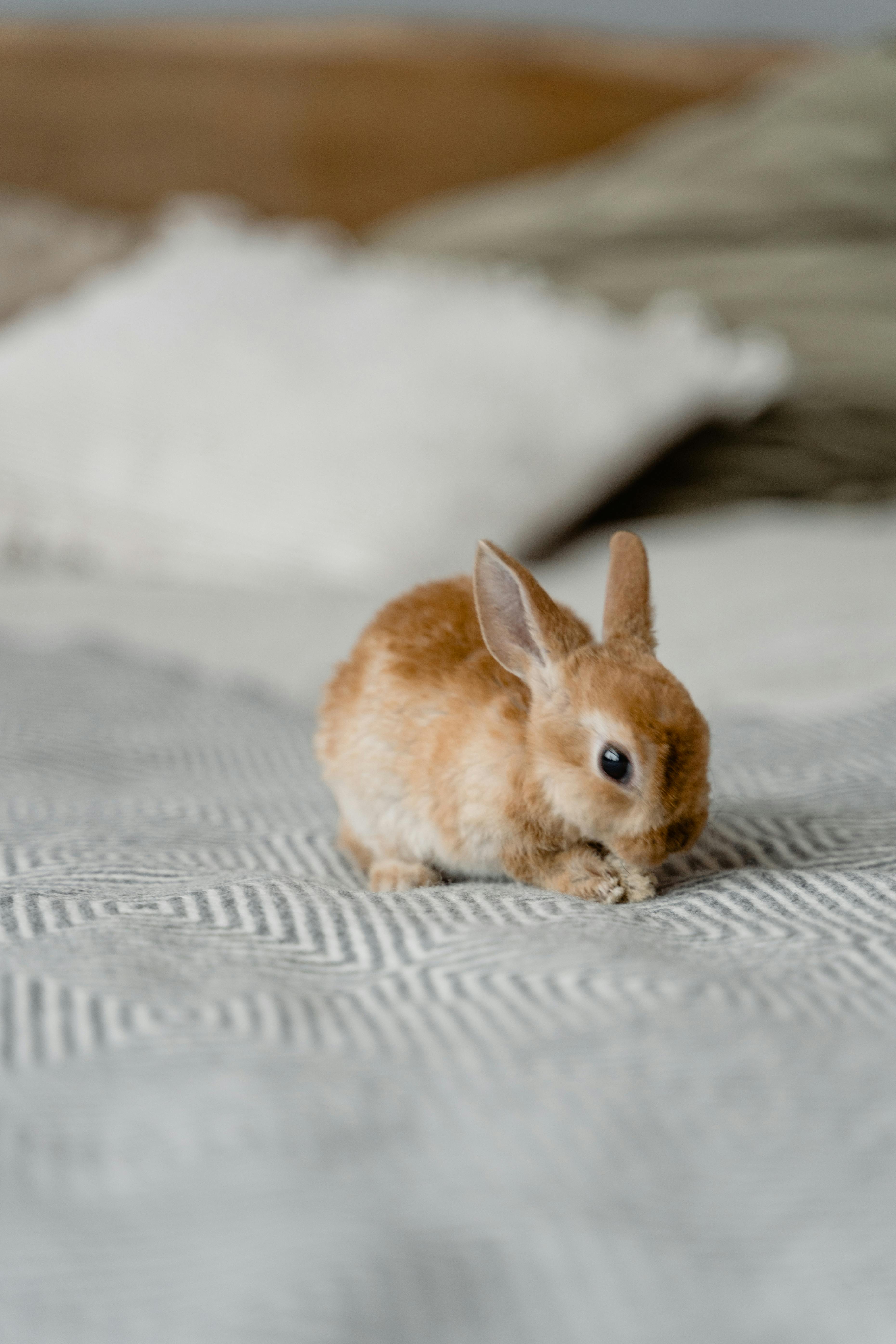 Refreshing Rebel Rabbit Seltzer