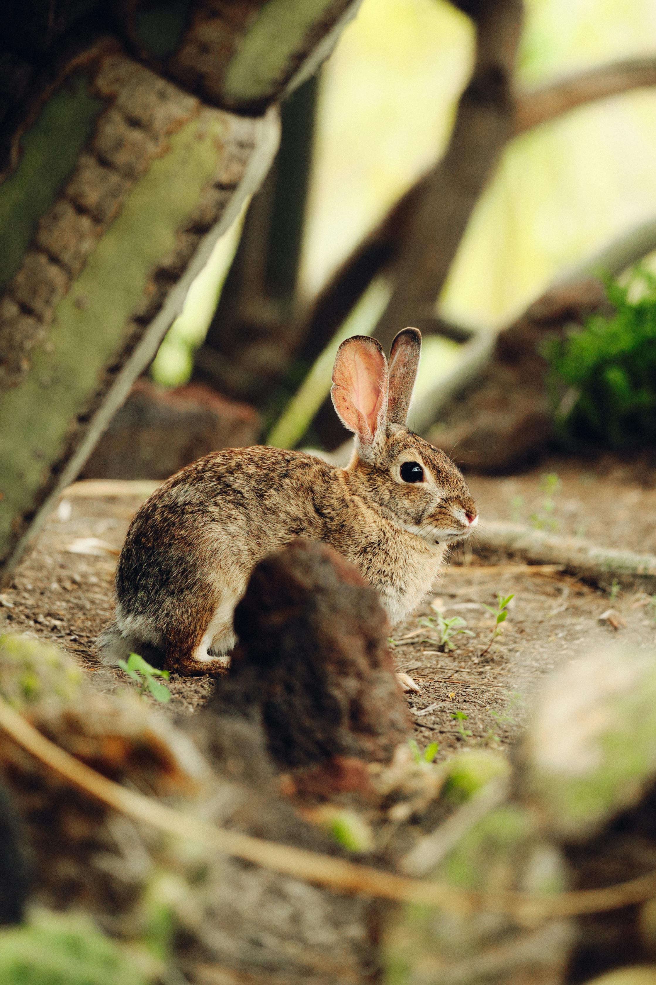 Enjoying Mr. Rabbit Coffee